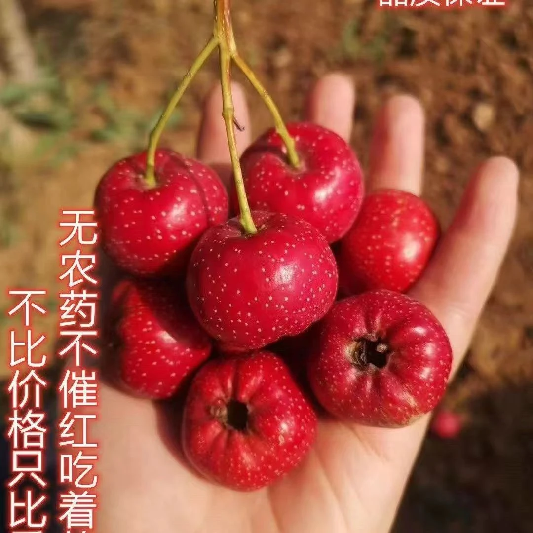 拍2斤发3斤甜红子水果新鲜甜口红心小山楂糖雪球山楂