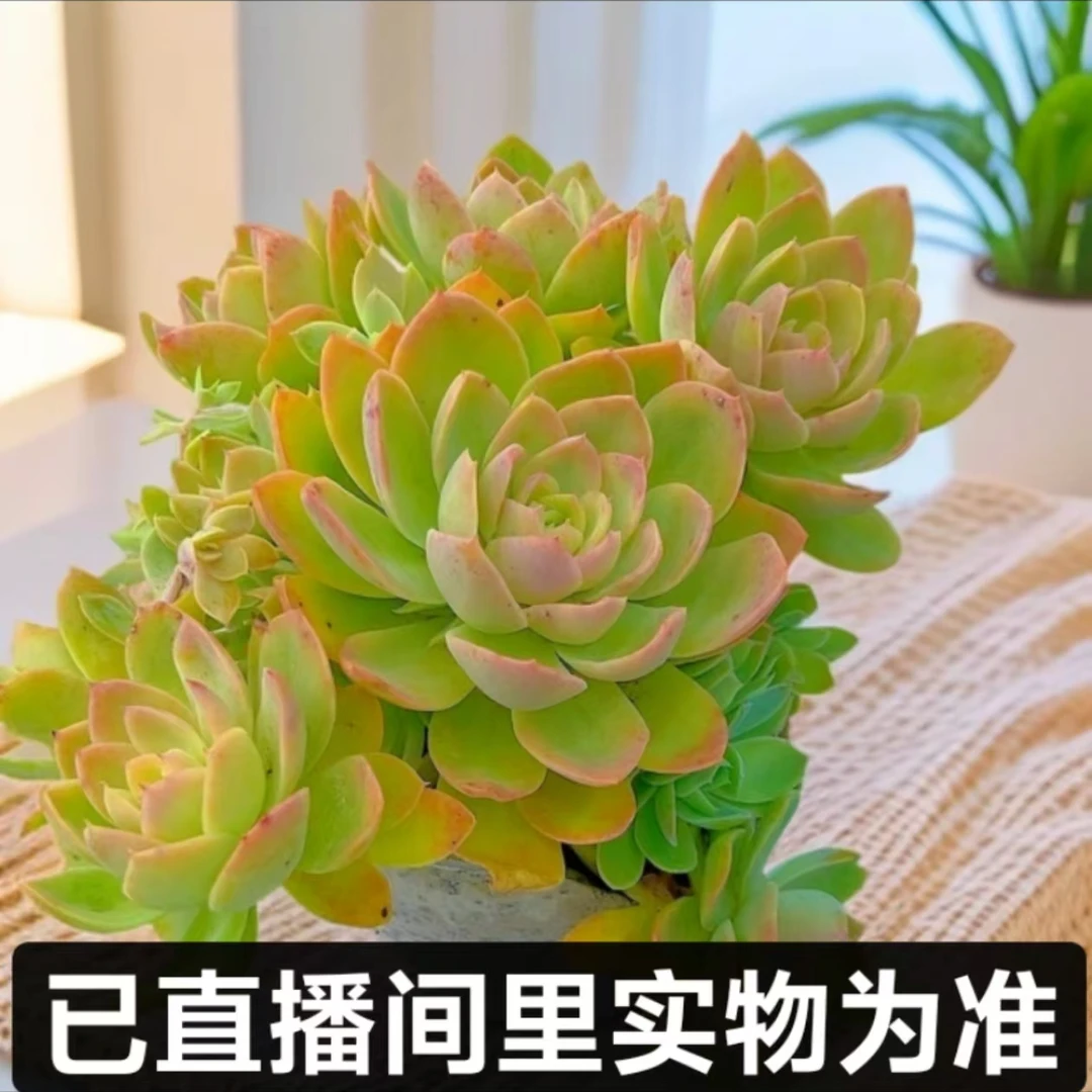 【云上鸿承多肉】丝绸面纱 脱土裸根 以直播间里实物为准 多肉植物