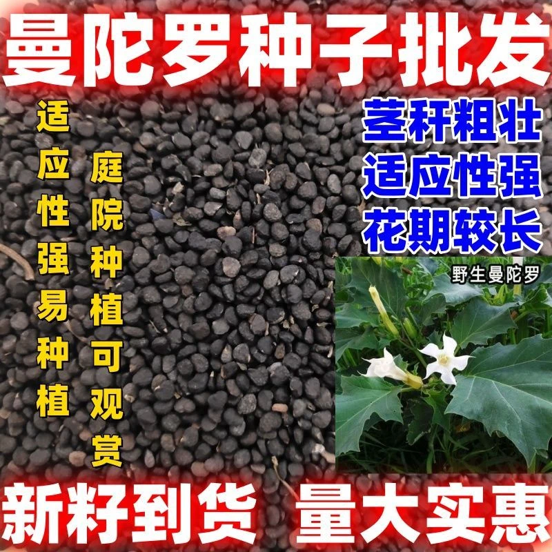 曼陀罗种子庭院花卉盆栽家庭阳台种植花草花海草花四季花卉花种籽