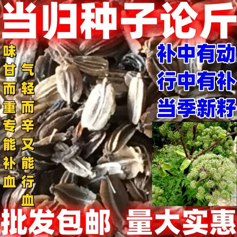 中药材当归种子散装批发包邮论斤卖田园庭院种植药材当归种子