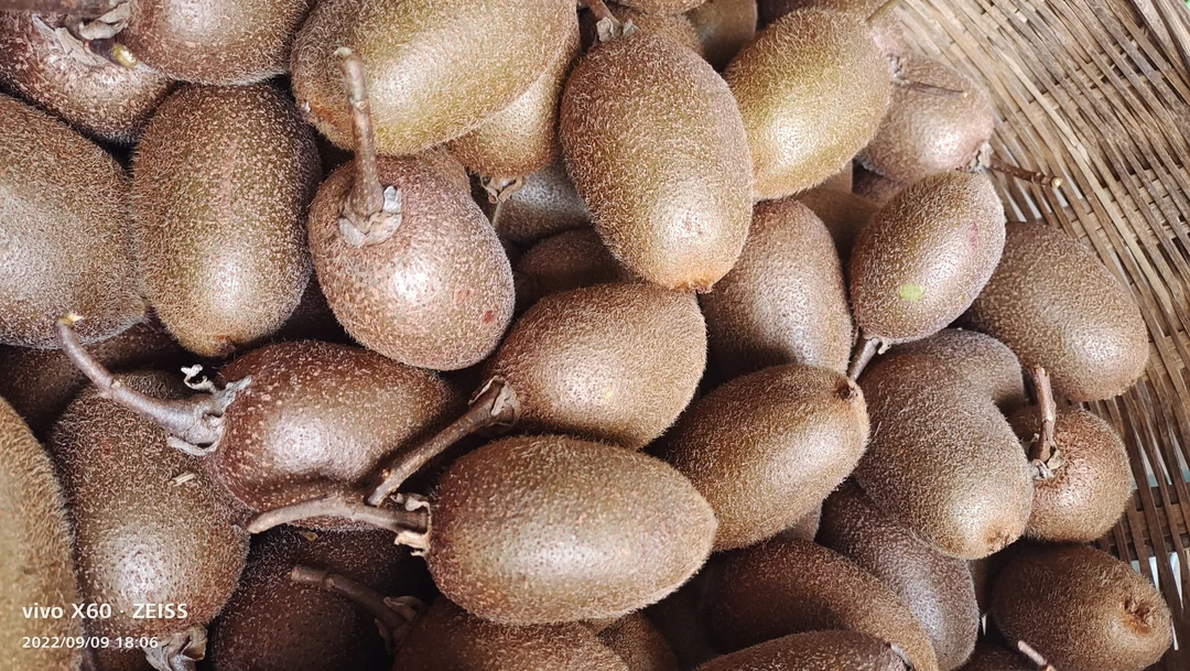 仿野生猕猴桃小果无任何人工干预5斤装纯甜果香味浓郁