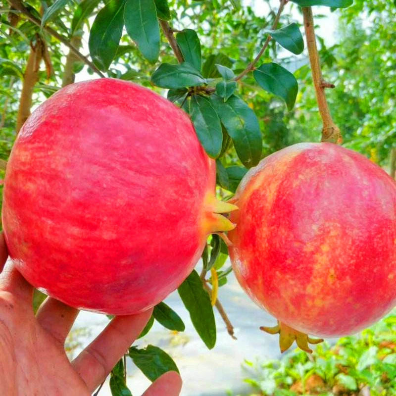 一物一拍 别墅庭院  花卉绿植