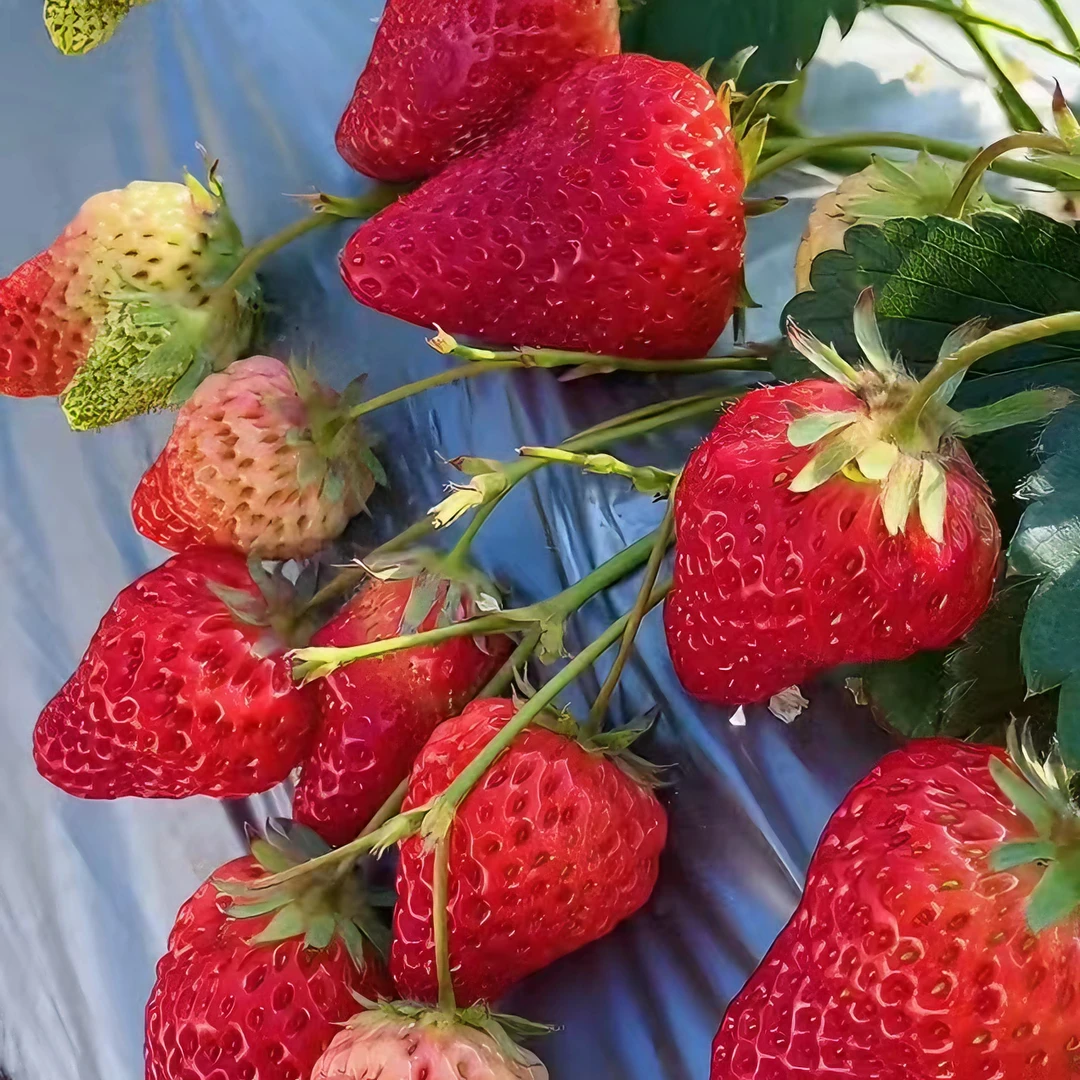 【带花带果】原土原盆草莓苗盆栽奶油草莓白草莓宁玉草莓阳台种植苗