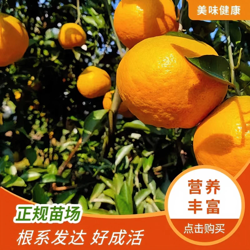 春见耙耙柑树苗丑橘嫁接苗地栽苗木柑桔粑粑树苗栽种栽培成活枝条