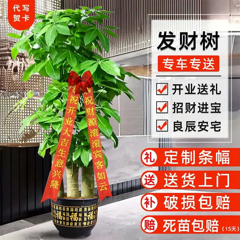 全国同城配送大型绿植步步高发财树盆栽开业乔迁绿植同城精选