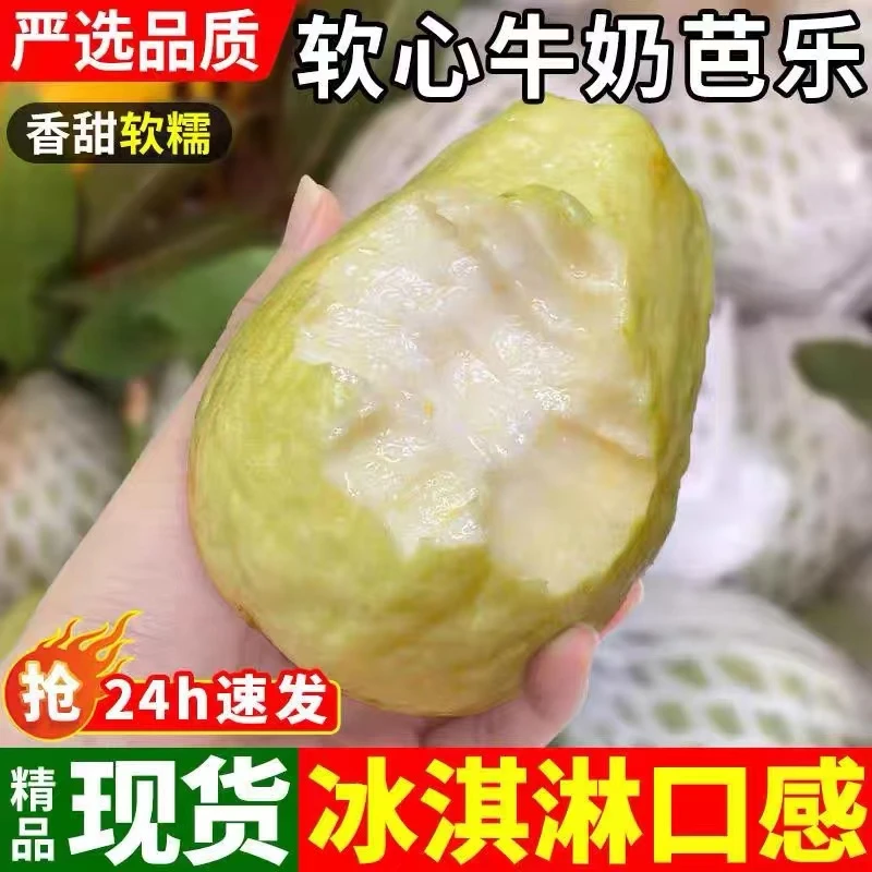 【顺丰包邮】白心芭乐软糯番石榴新鲜水果低糖冰淇淋口感酸甜5斤