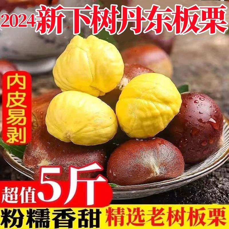 2024新鲜丹东板栗5斤鲜栗子生嫩大板粟板栗野生板票 新油锥栗10子