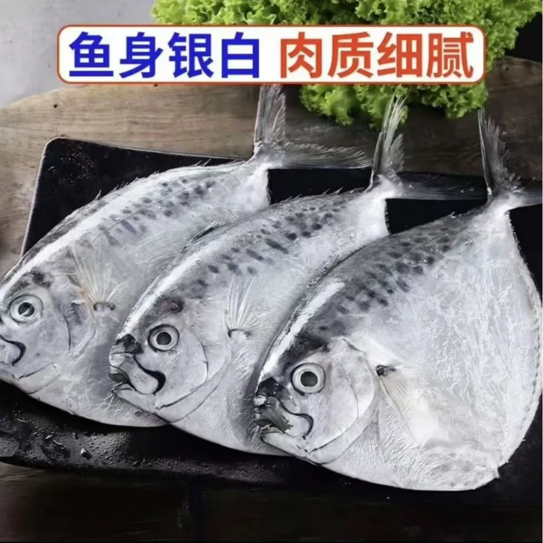 推荐 [半斤一条] 东海野生鲳鱼刀鲳鱼白鲳鱼海鲳鱼发五斤顺丰冷链