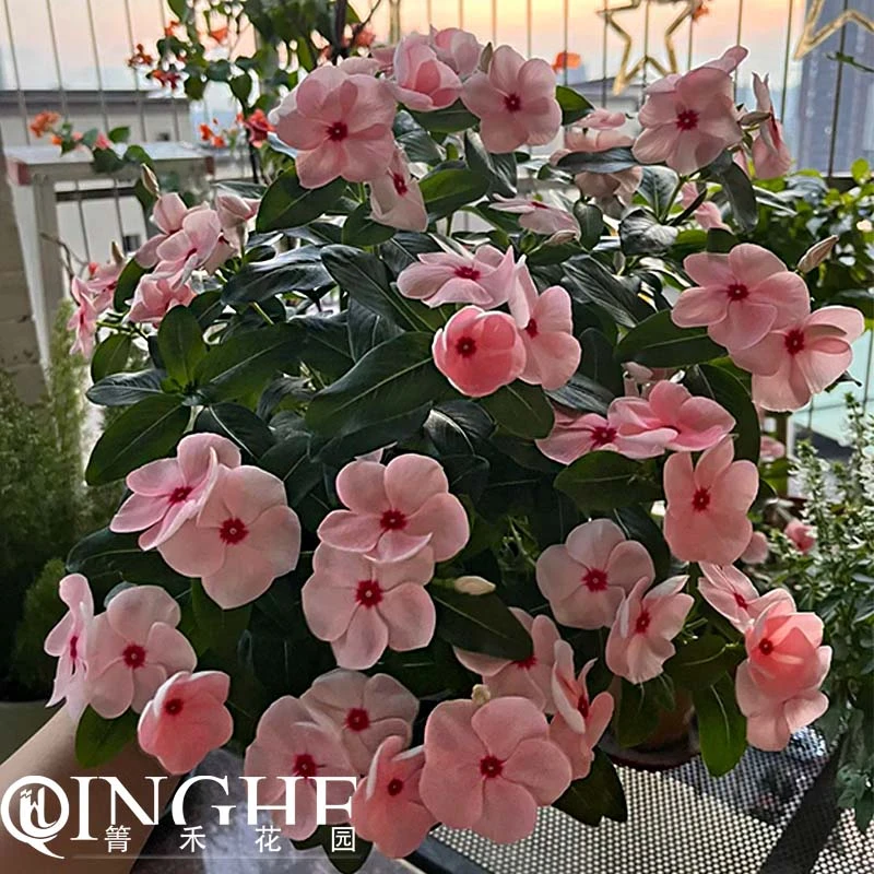 箐禾【长春花】天天开多年生花卉盆栽阳台庭院基地直发