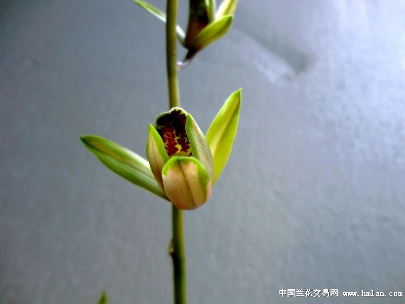 蕙兰精品高端艺草