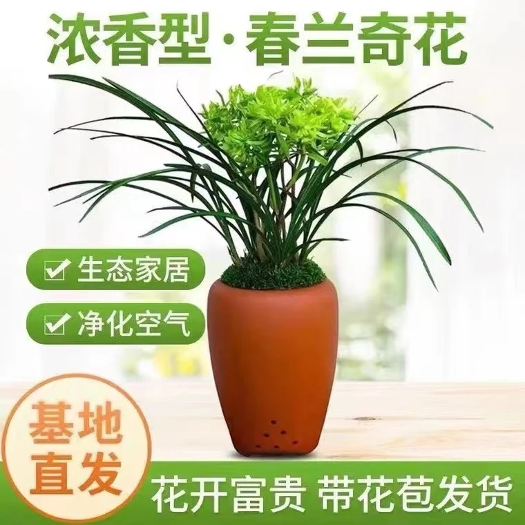 兰花苗 浓香好养型带花苞室内名贵春兰年宵花花开富贵