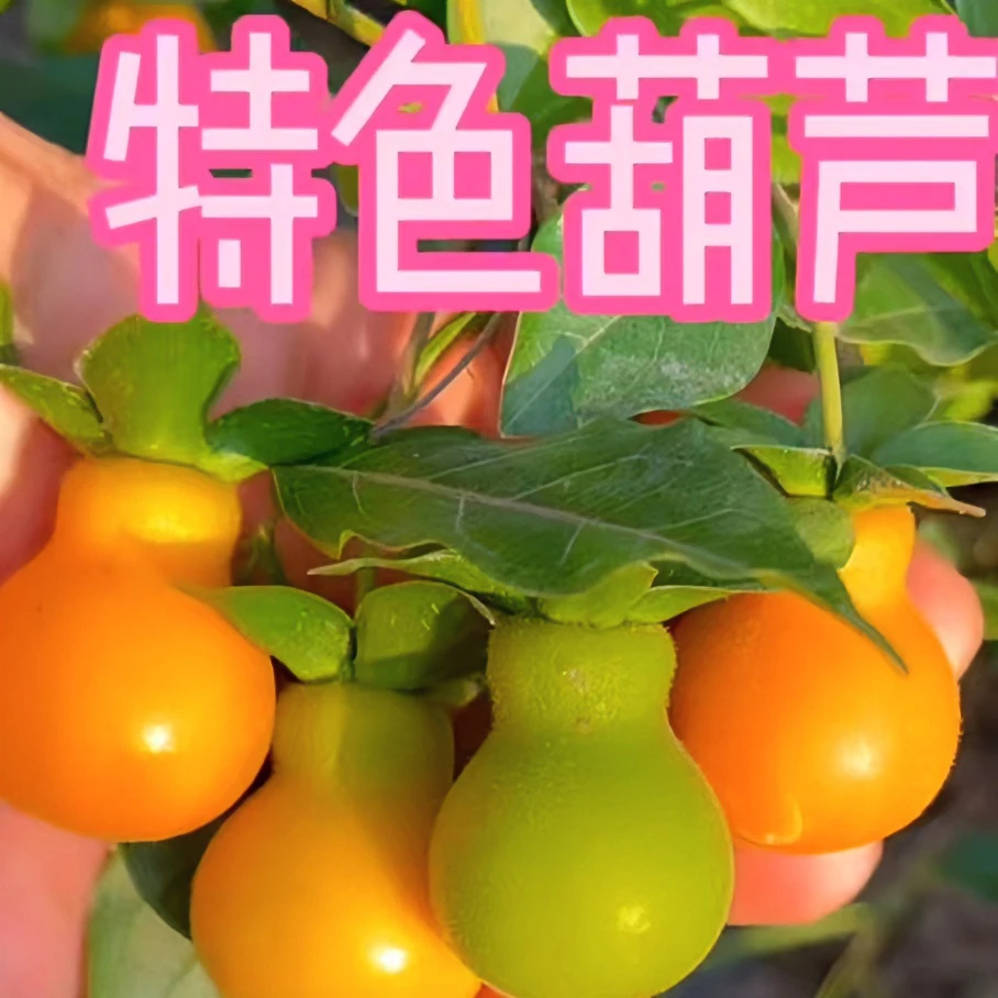 特色葫芦品种苗,