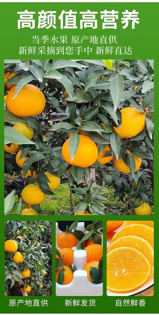 四川青见果冻橙新鲜柑橘橙子孕妇水果酸甜多汁果园现摘新鲜水果