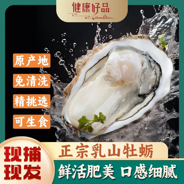 乳山牡蛎可生食鲜活肥美口感细腻味道甘甜干净无沙