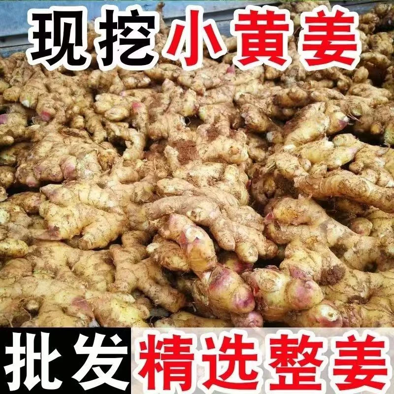 【新店半价】云南正宗小黄姜农家现挖姜月子姜家鲜姜1/3/5斤包邮