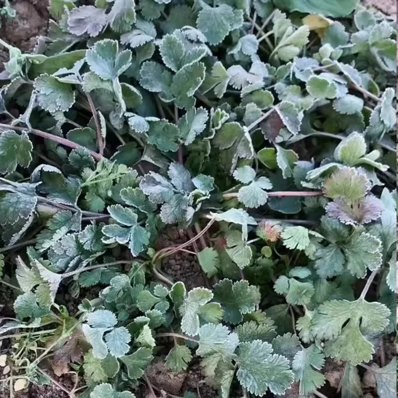 老品种矮杆香菜种子浓香型趴地芫荽种籽耐热耐寒庭院四季蔬菜种子
