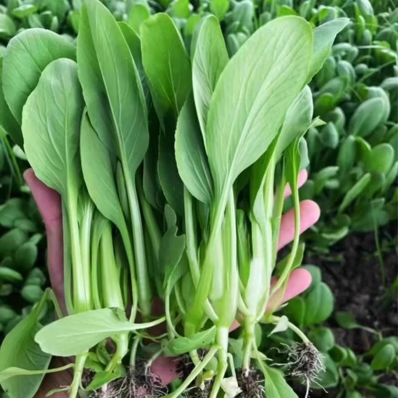 鸡毛菜种子种籽四季小白菜青菜油菜上海青蔬菜菜籽大全籽种种植