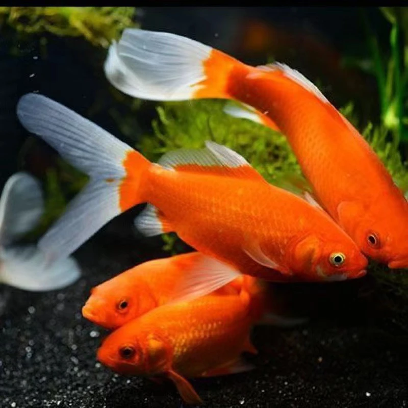 30条4-6厘米火焰红草金鱼多彩混色冷水鱼新手好养耐活观赏鱼活体