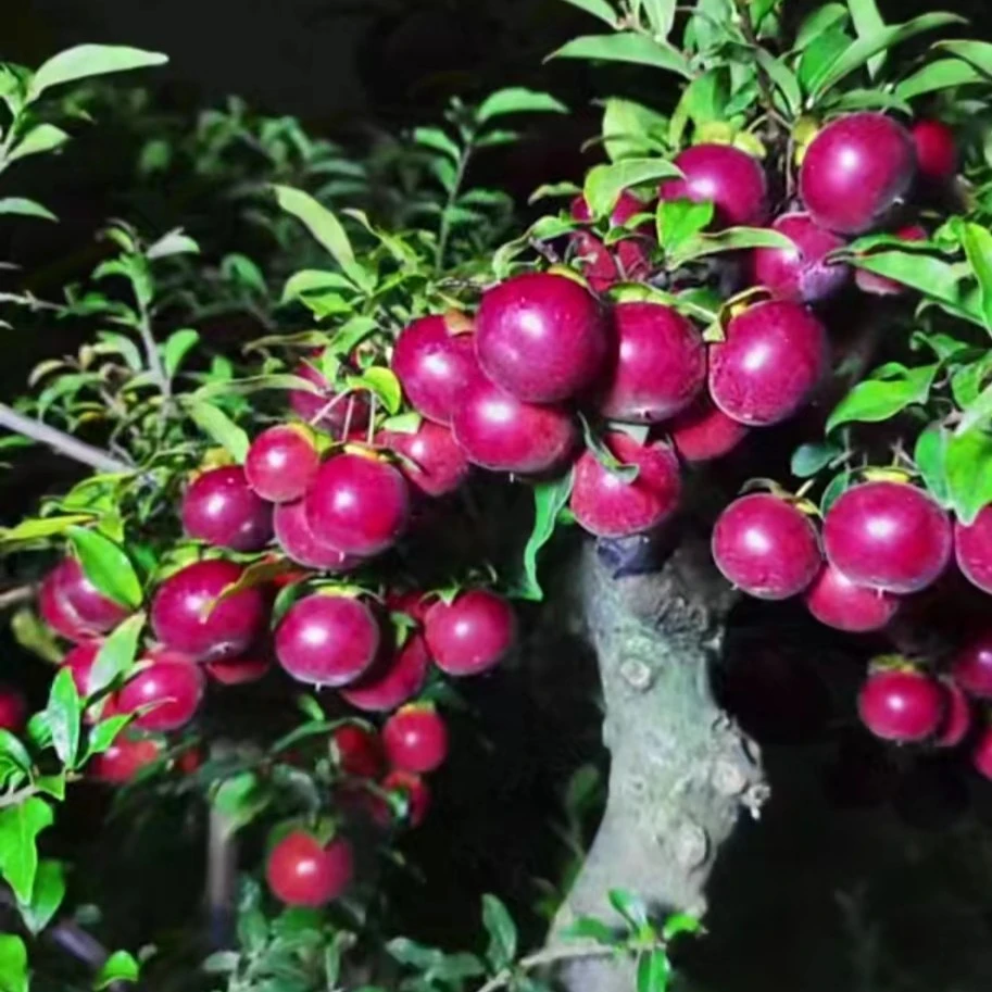 金弹子逸源红嫁接品种苗