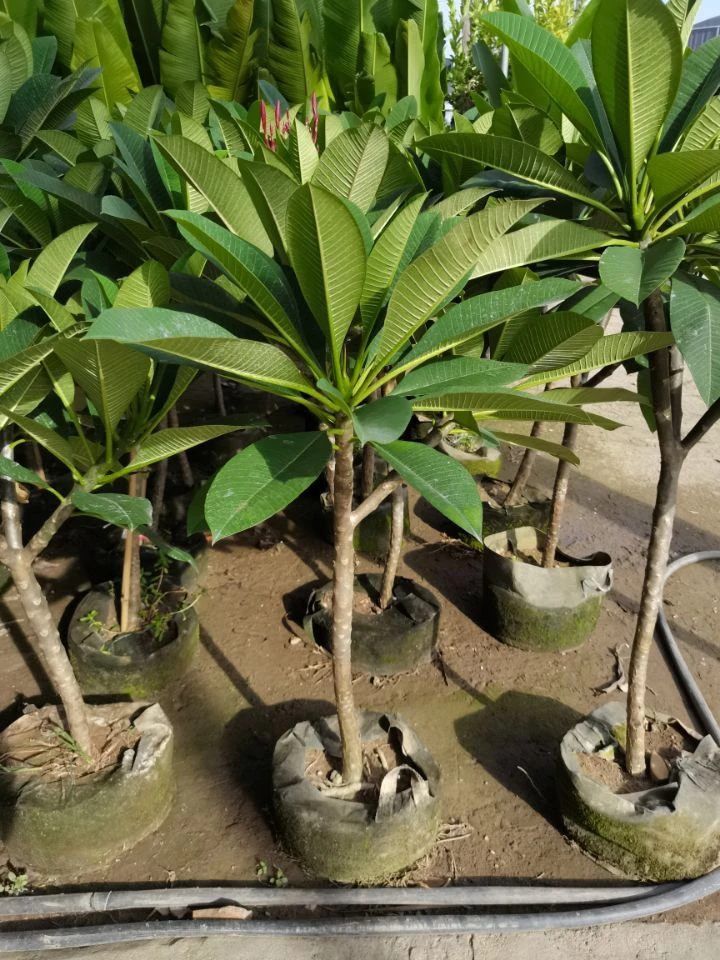 鸡蛋花树苗盆栽 当年开花庭院地栽阳台盆栽植物 多花浓香花卉好养