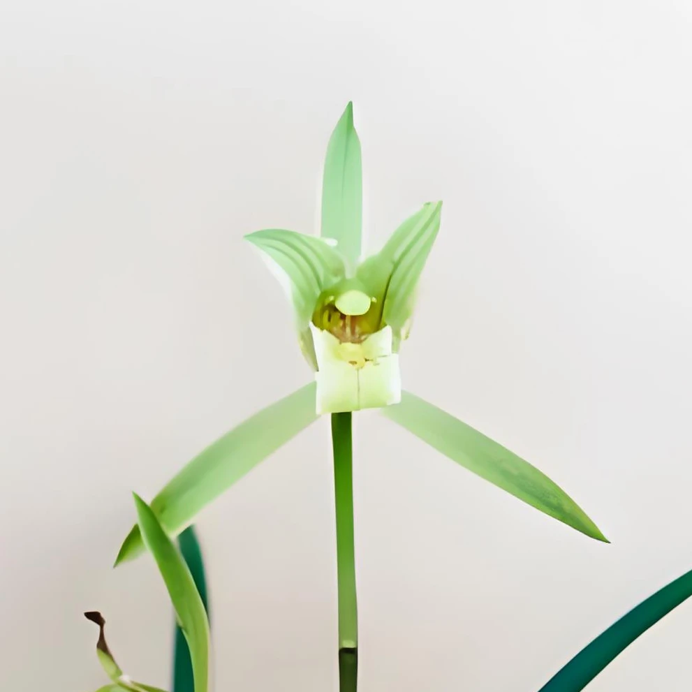 寒兰三星蕊蝶兰花好养易活