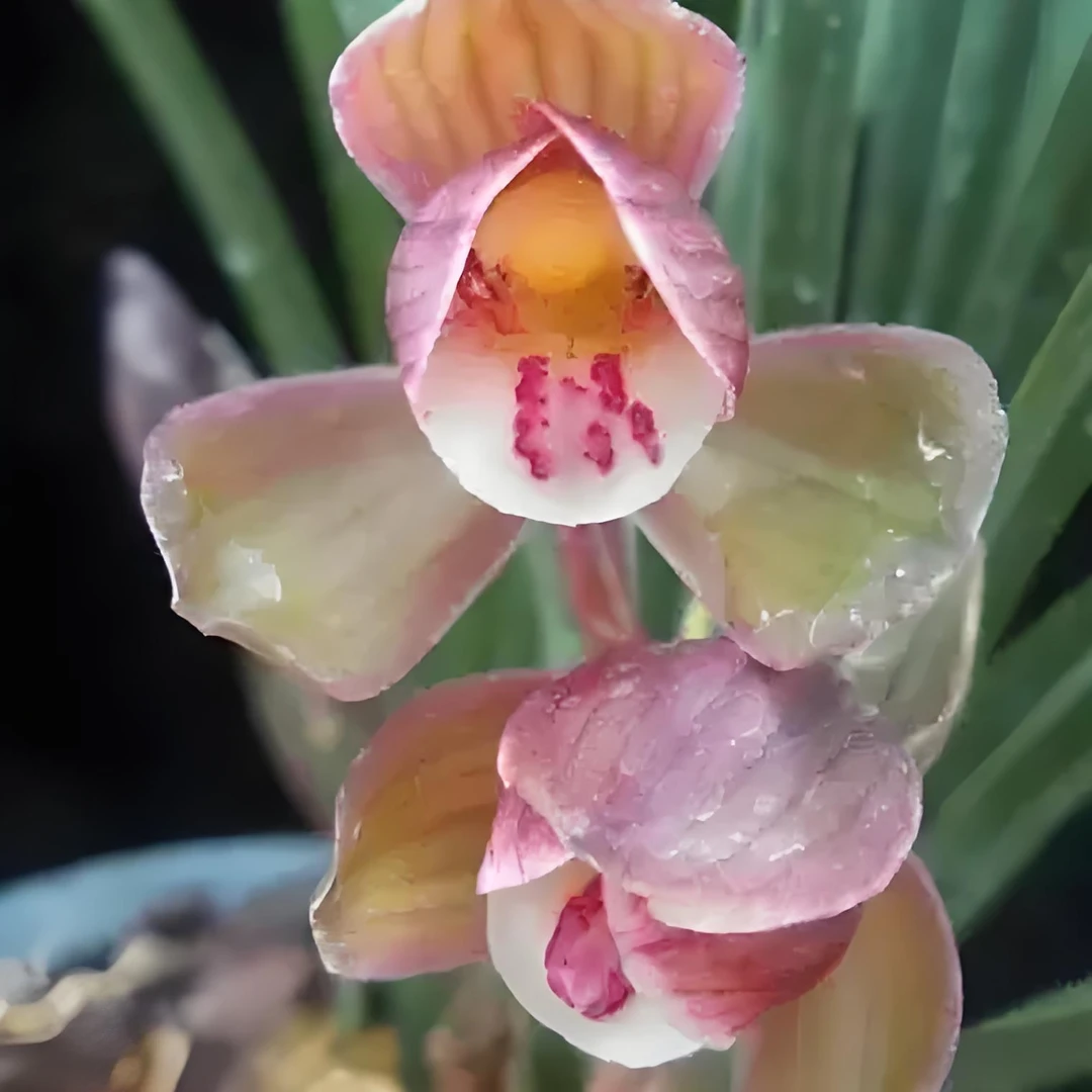 春剑彩荷兰花好养易活