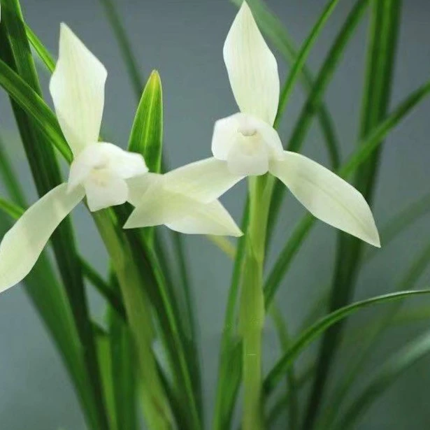 春兰白雪冰心白花素花阳台客厅好养易活