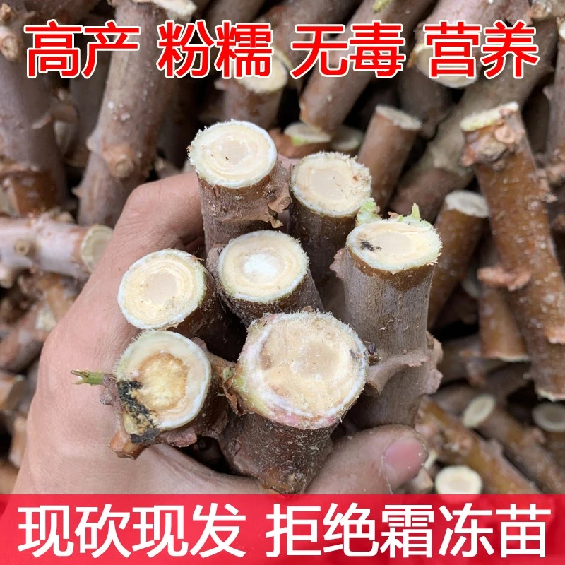 广西特产新鲜红皮香甜黄肉面包黄心面包木薯羹糖水店鸡蛋板栗木薯