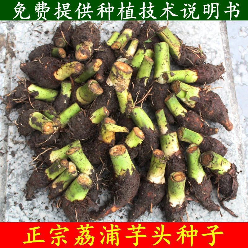 正宗广西乐昌1斤香芋头苗炮弹芋头种子新鲜荔浦槟榔芋芋头苗盆栽