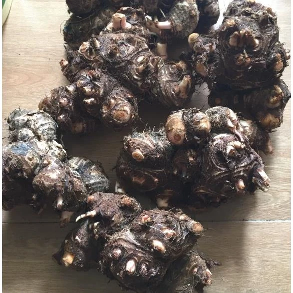 新鲜现挖非广西百眼开芋狗爪芋九头芋狗蹄芋头粉糯香甜江西蒸煮