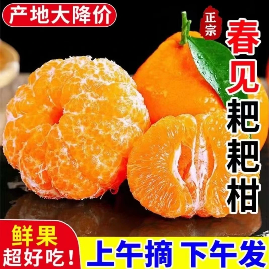 【正宗】四川春见耙耙柑高山旱地果现摘5-10斤 酸甜爆汁 风味十足