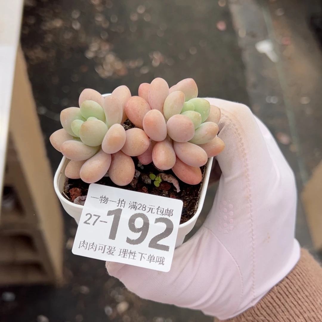 洛神奶多肉多肉多肉多肉