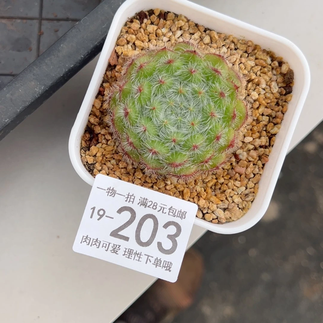【闪购商品】黄晶果,多肉