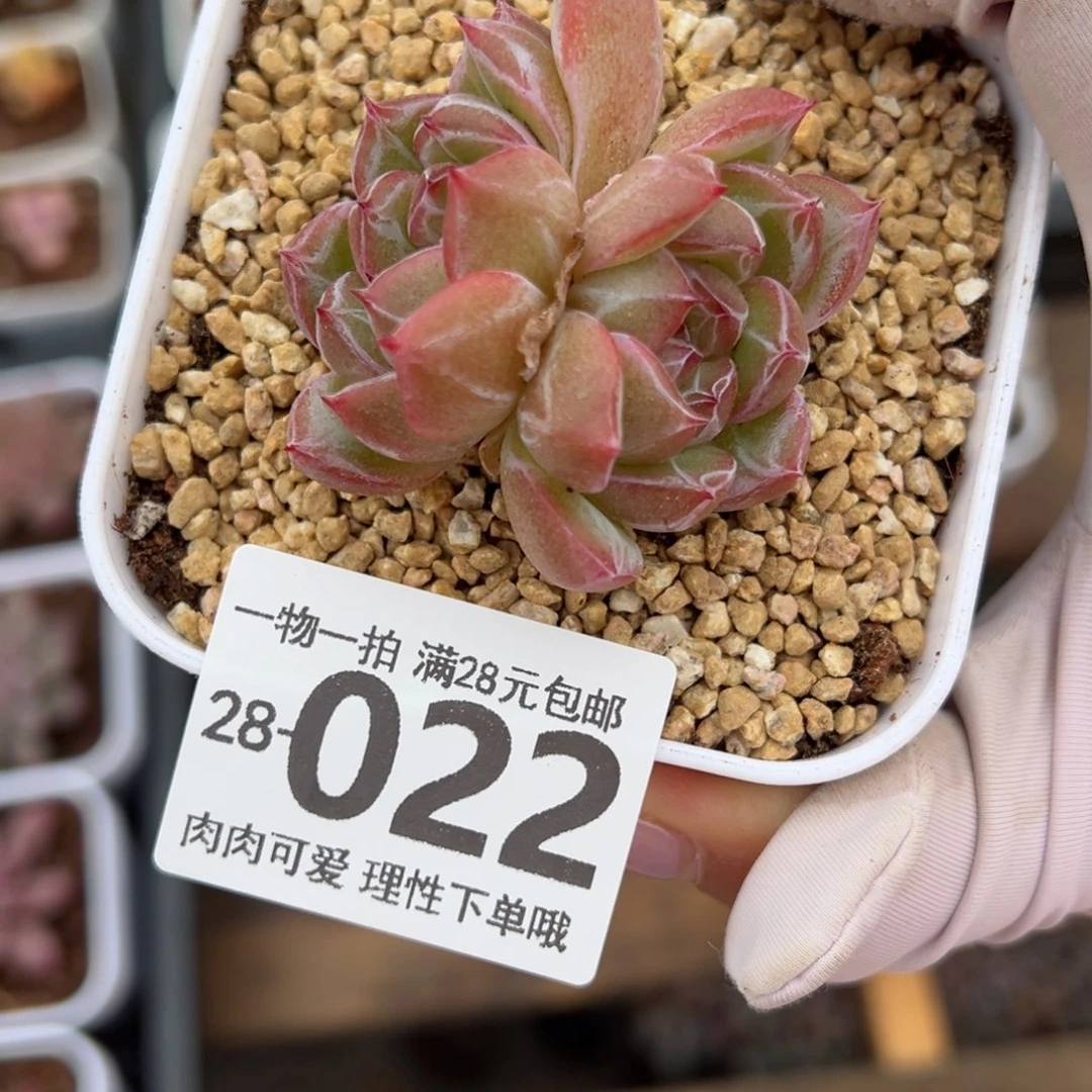雪花珍妮多肉多肉多肉多肉多肉