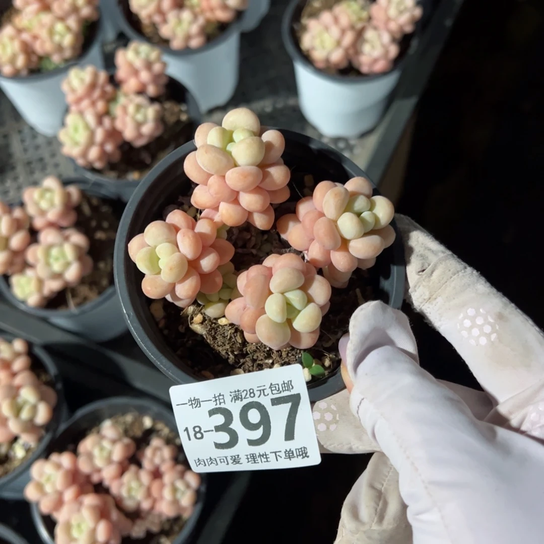 来****?洛可可多肉多肉多肉多肉