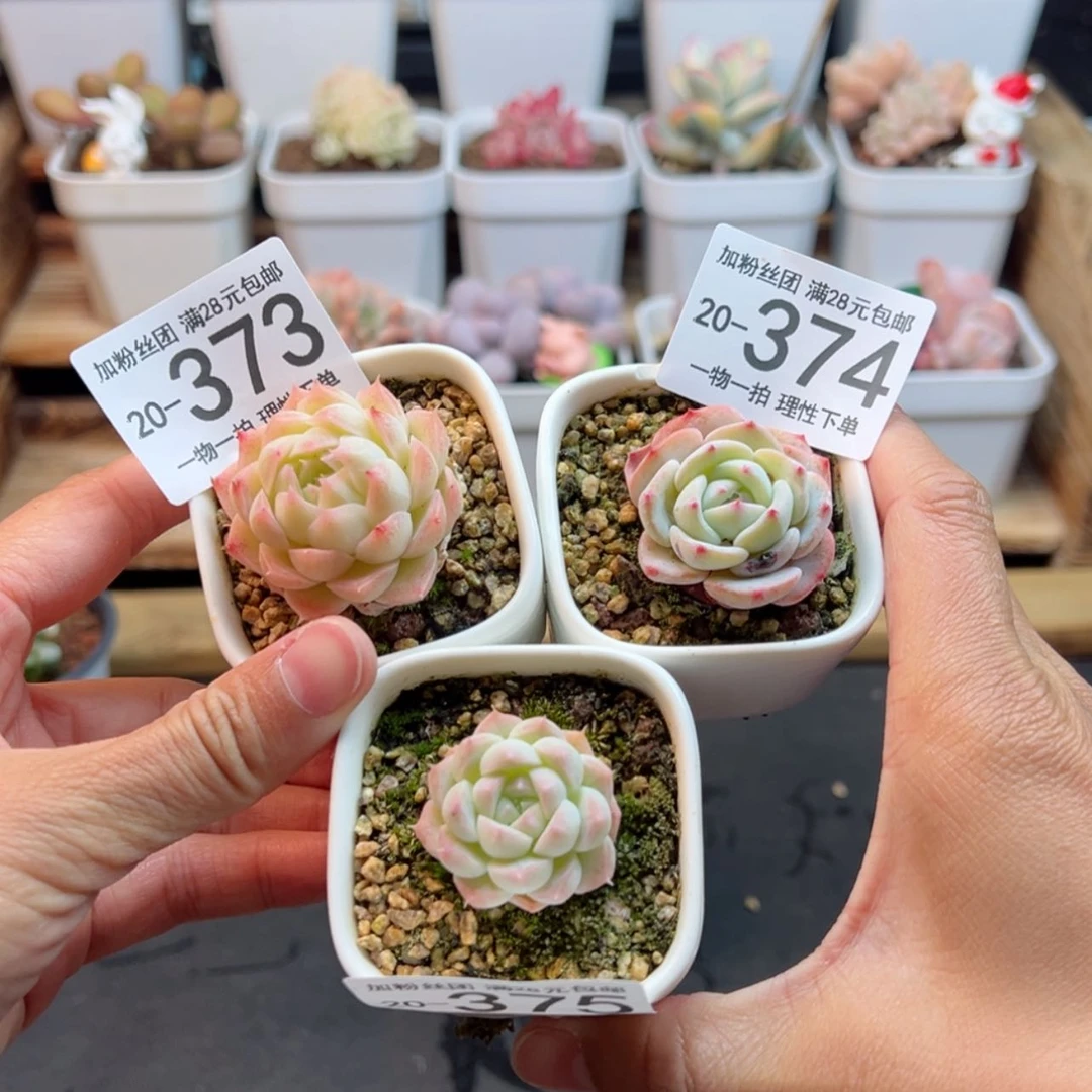 【闪购商品】沐****?三颗陶瓷盆