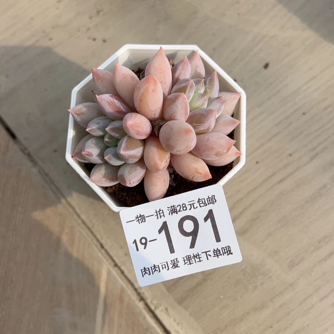 【闪购商品】所罗门多肉