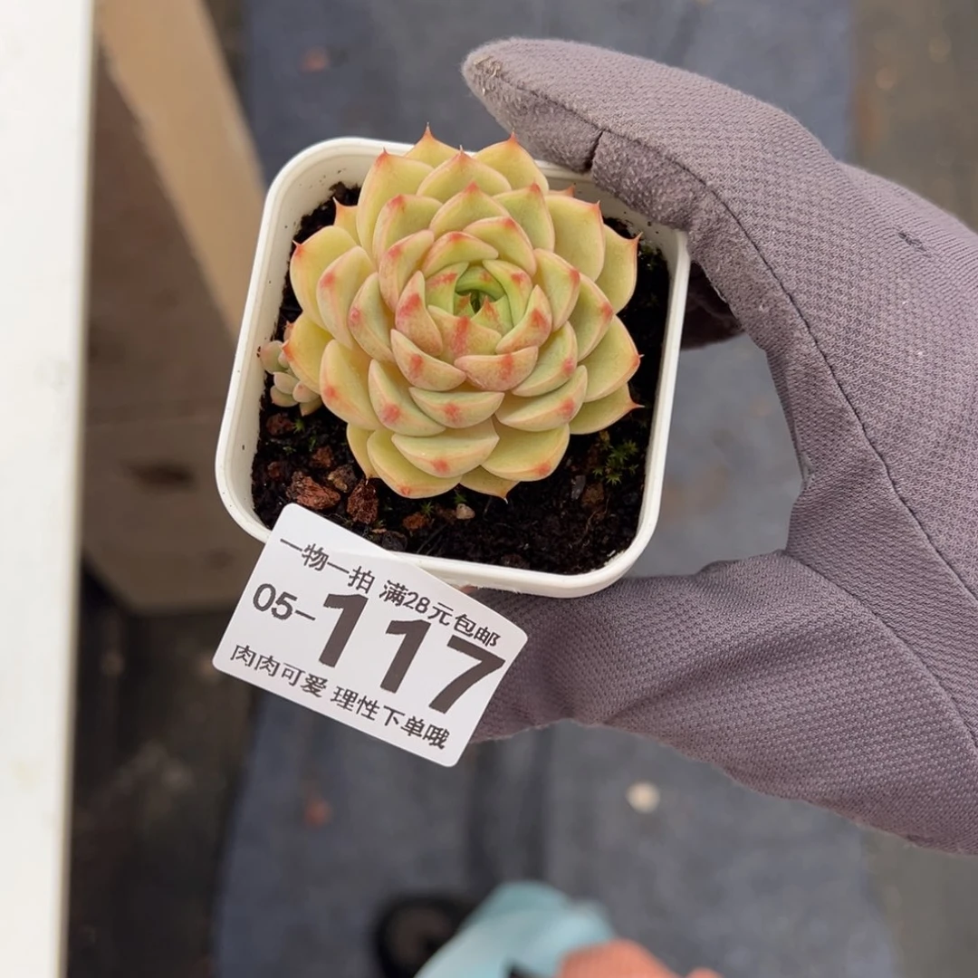 笨吧多肉多肉多肉多肉