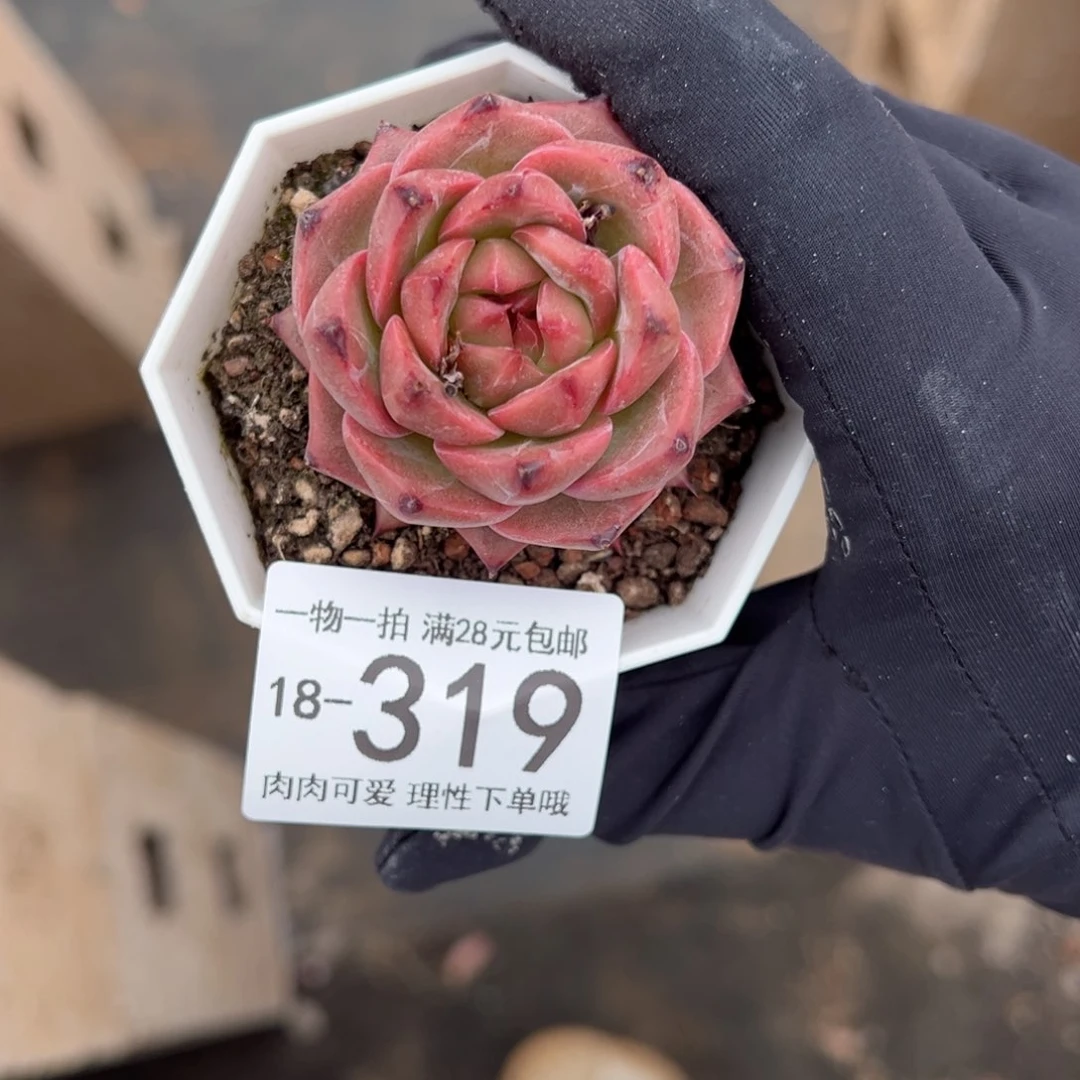 【闪购商品】黄昏多肉