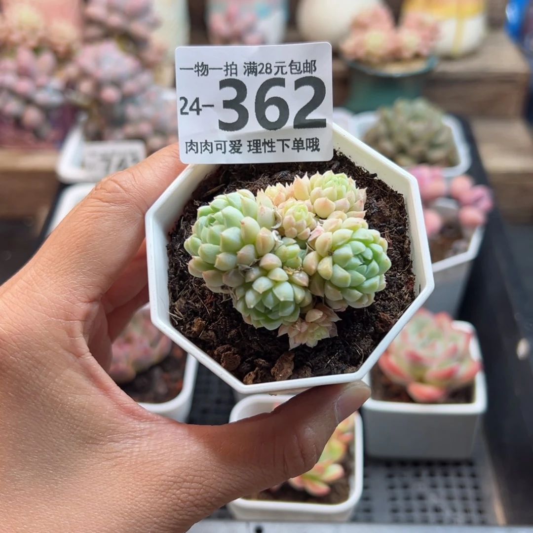 别***抓羊脂球多肉群生
