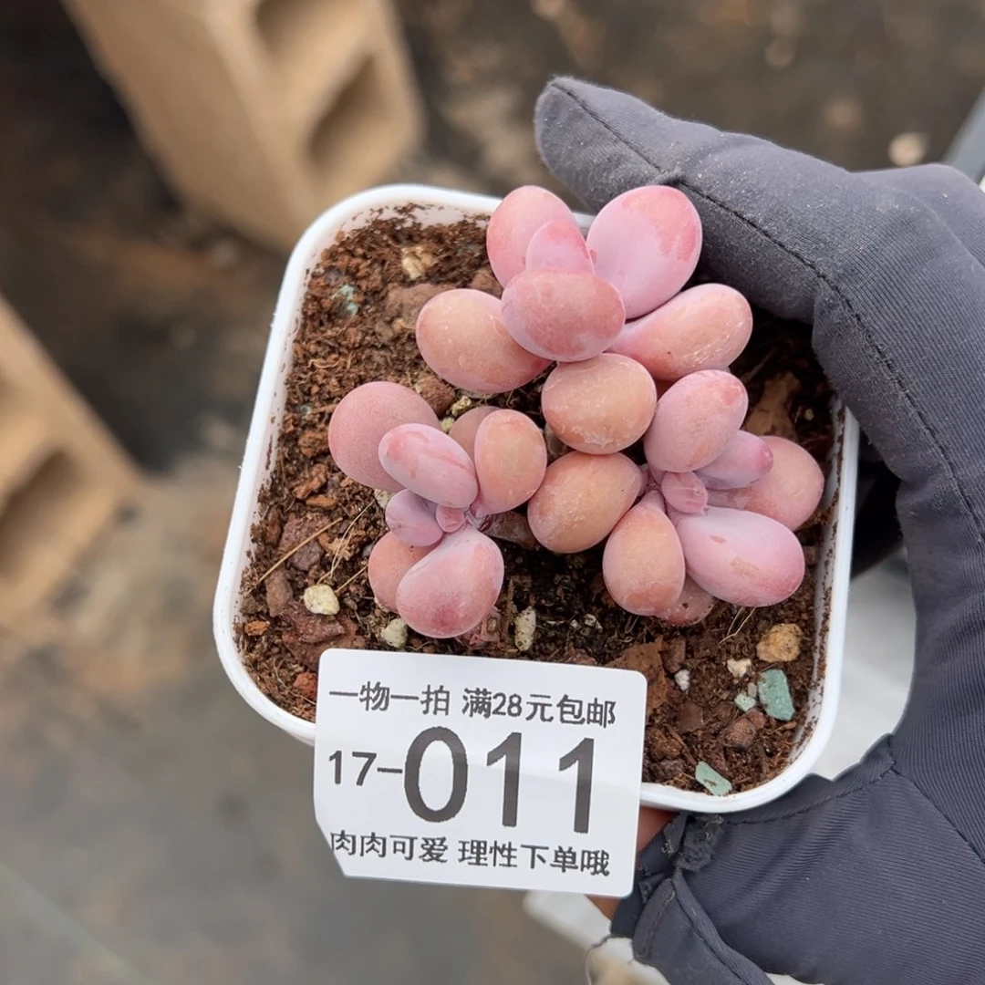 【闪购商品】桃蛋多肉