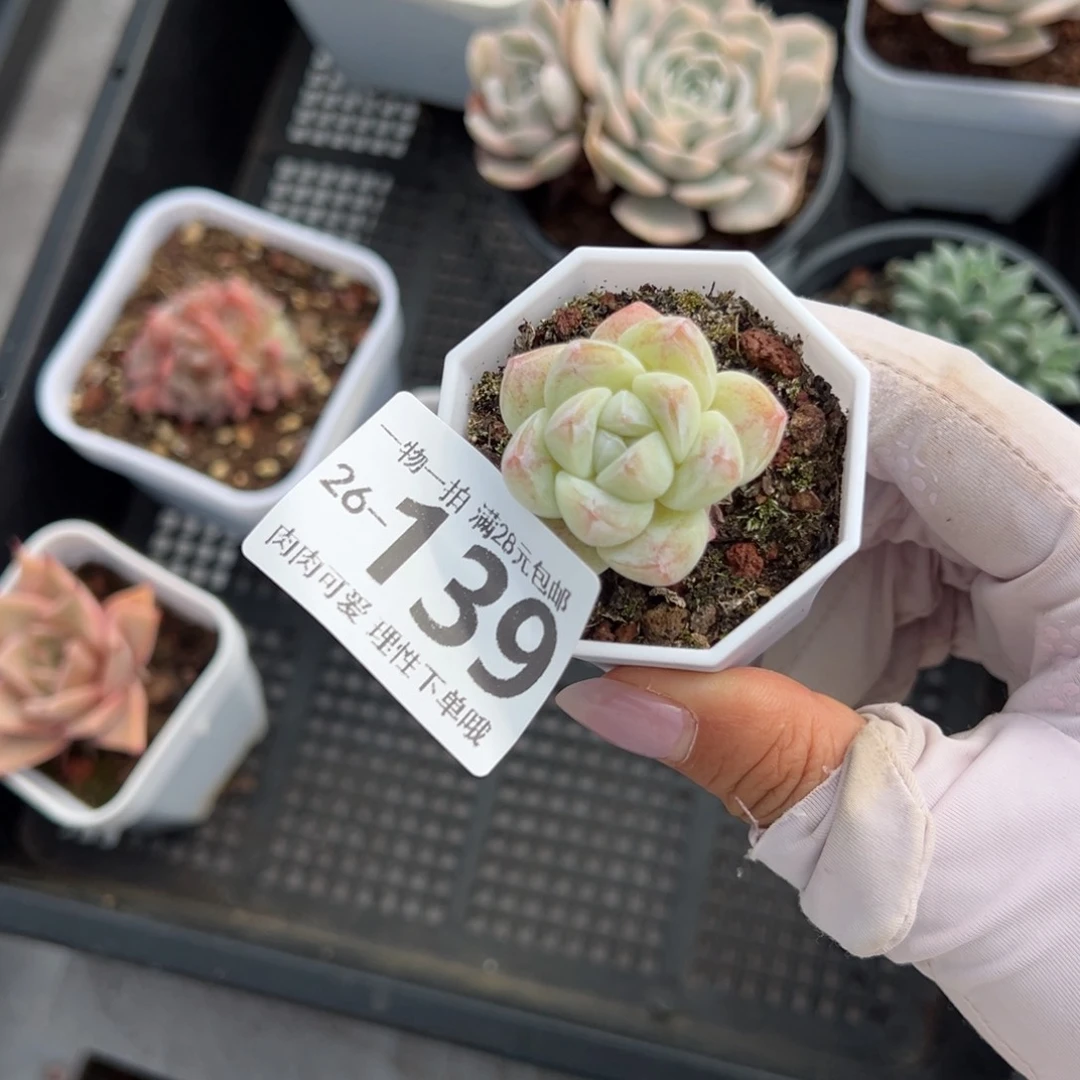 冰玉多肉多肉多肉多肉