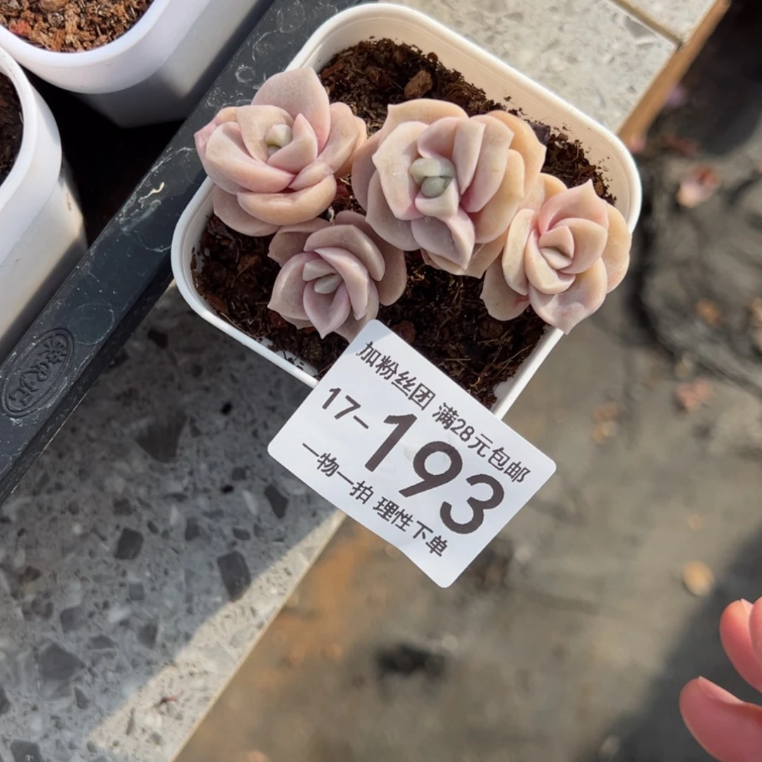 【闪购商品】可爱玫瑰