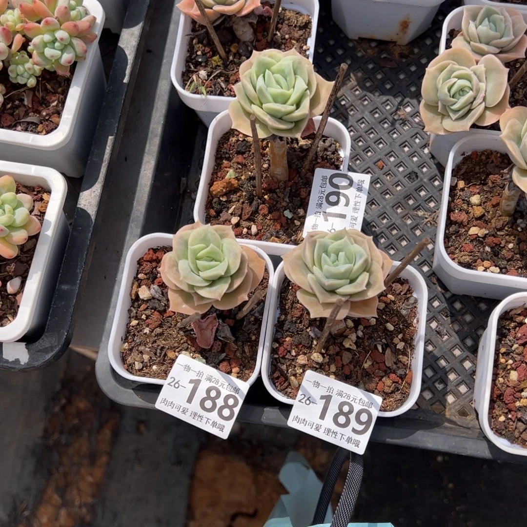 一**貅可爱玫瑰多肉多肉多肉多肉