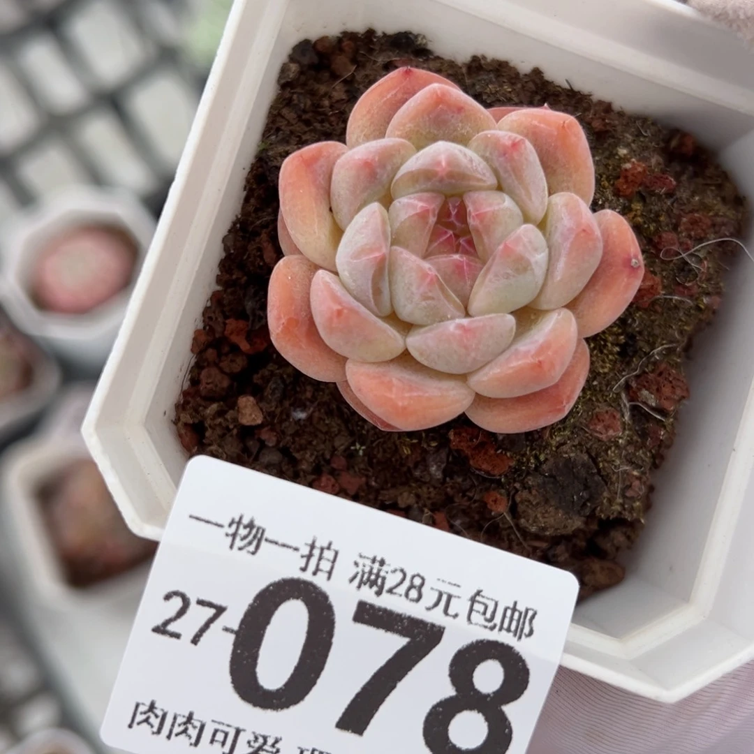 草莓熊多肉多肉多肉多肉多肉