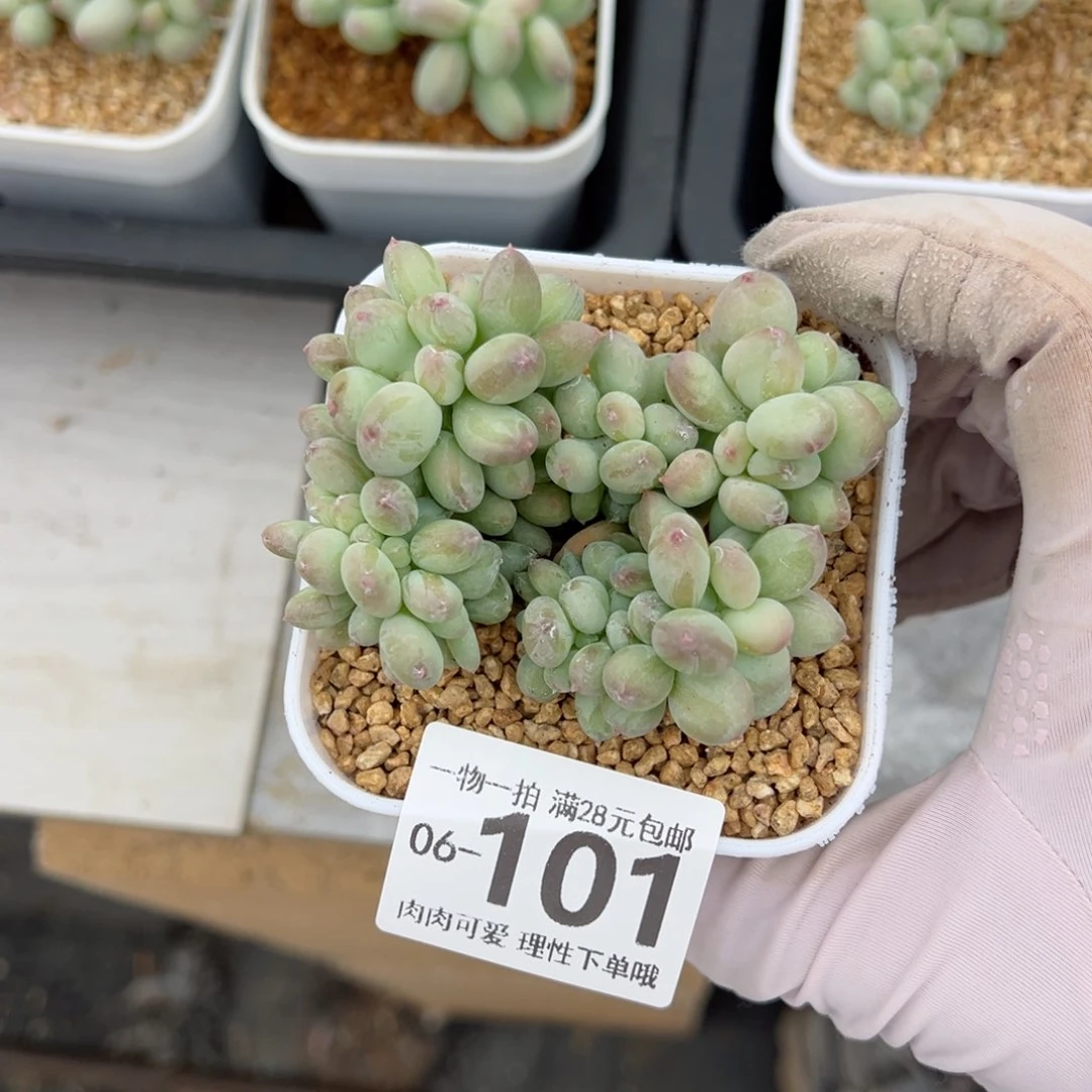 三日月美人缀化多肉多肉多肉多肉