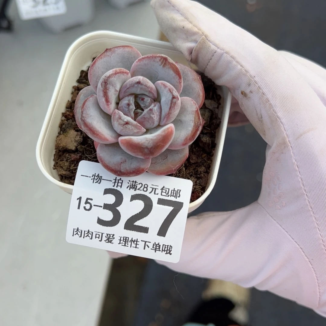 星星雪多肉多肉多肉多肉多肉