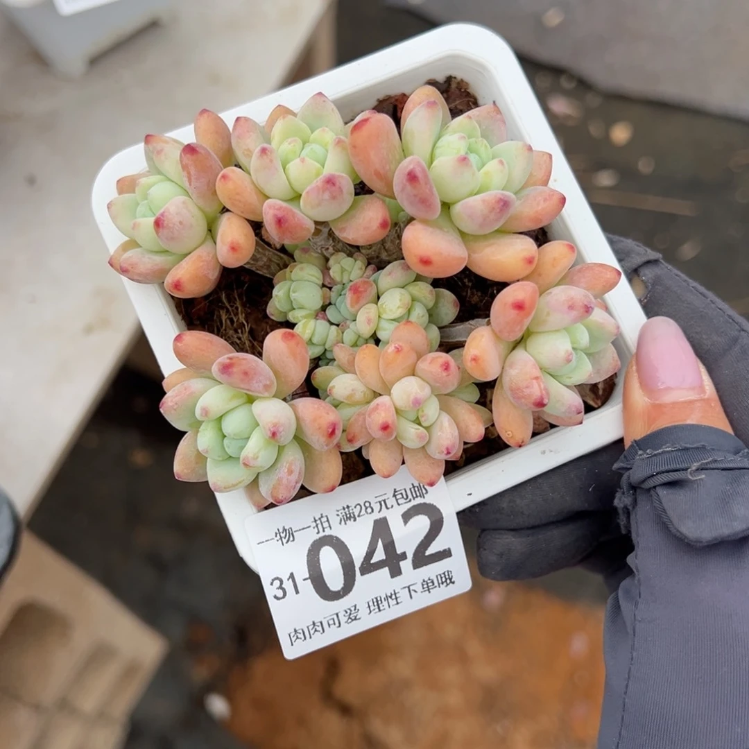 樱花罗绮多肉多肉多肉多肉