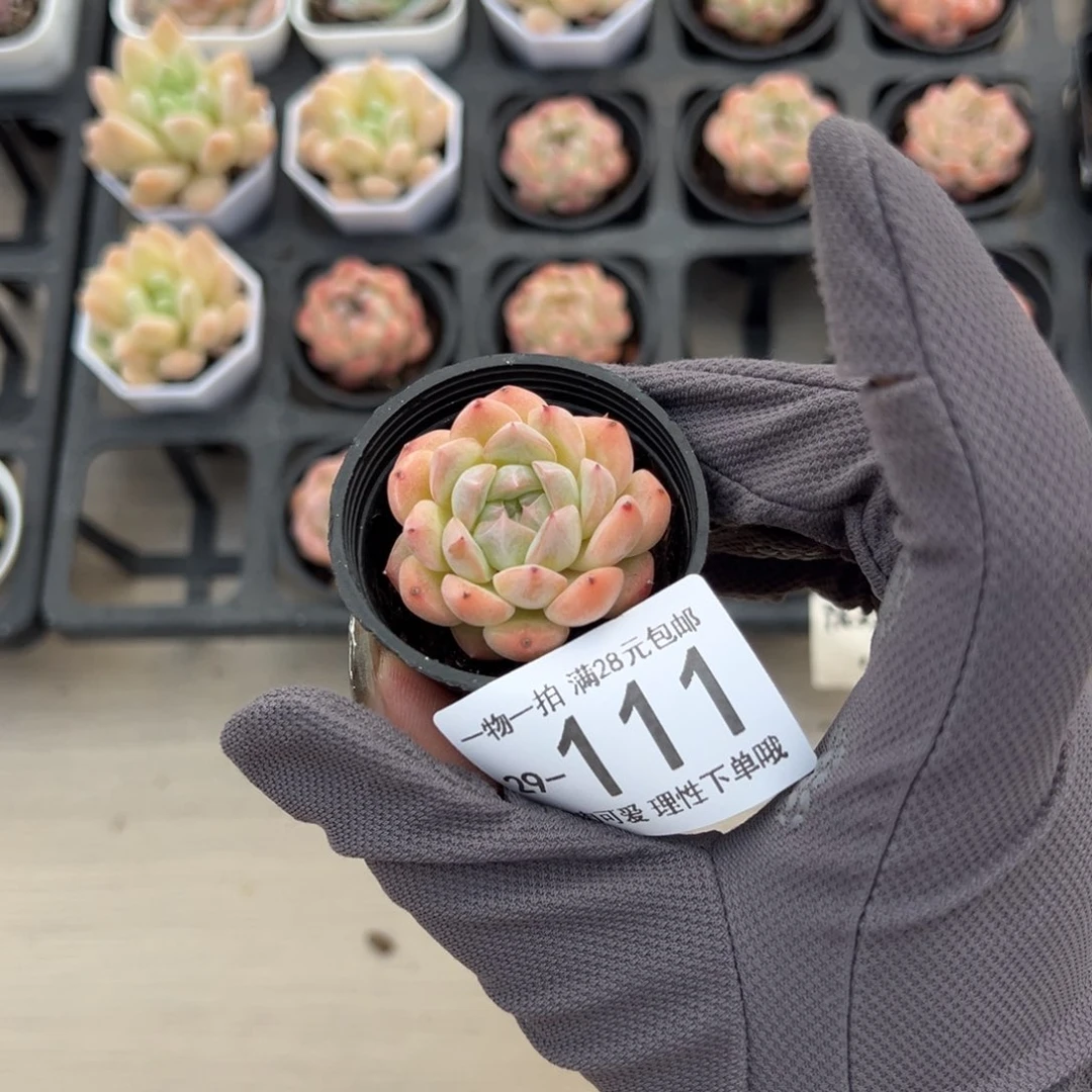 白梦单头多肉多肉多肉