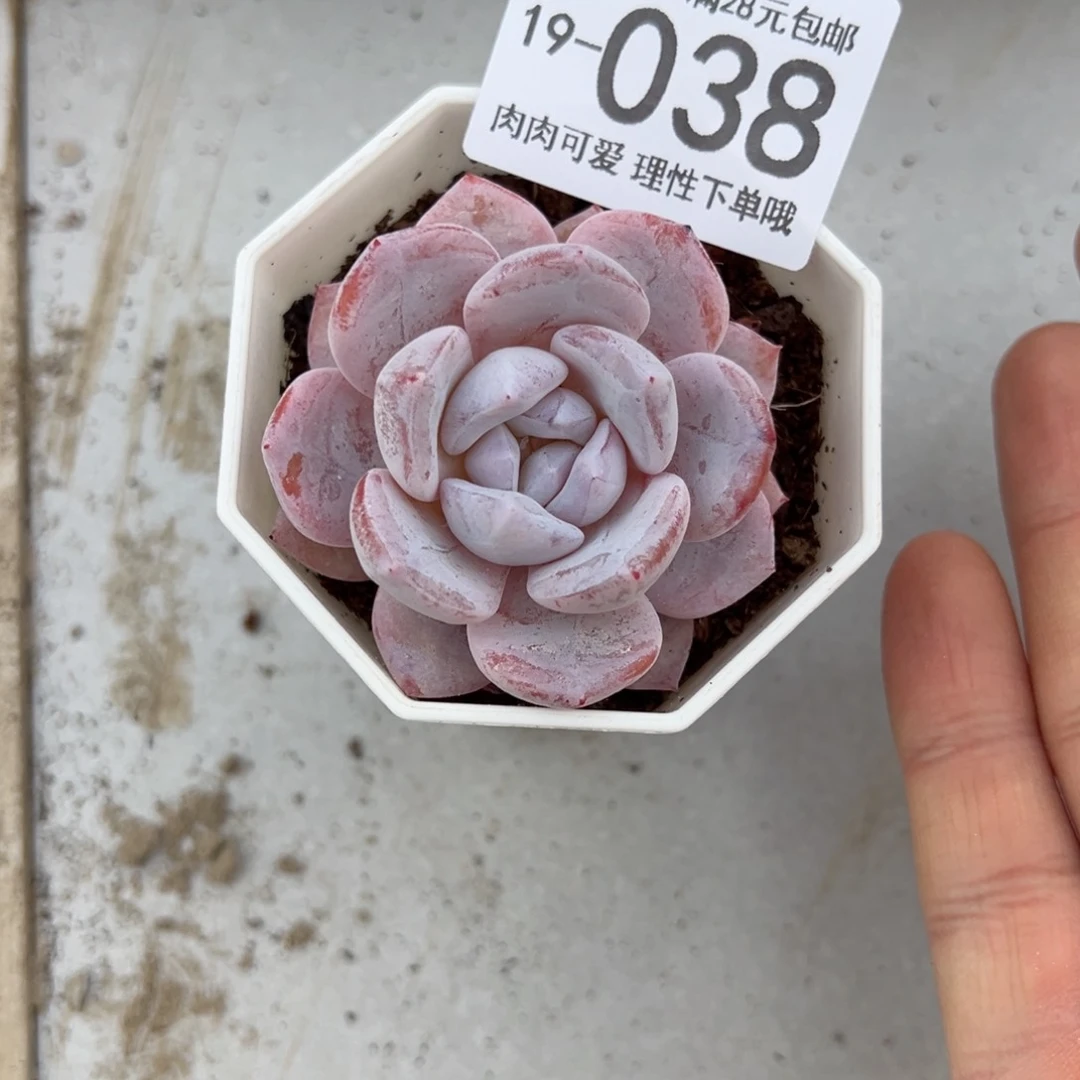 【闪购商品】雪糕多肉